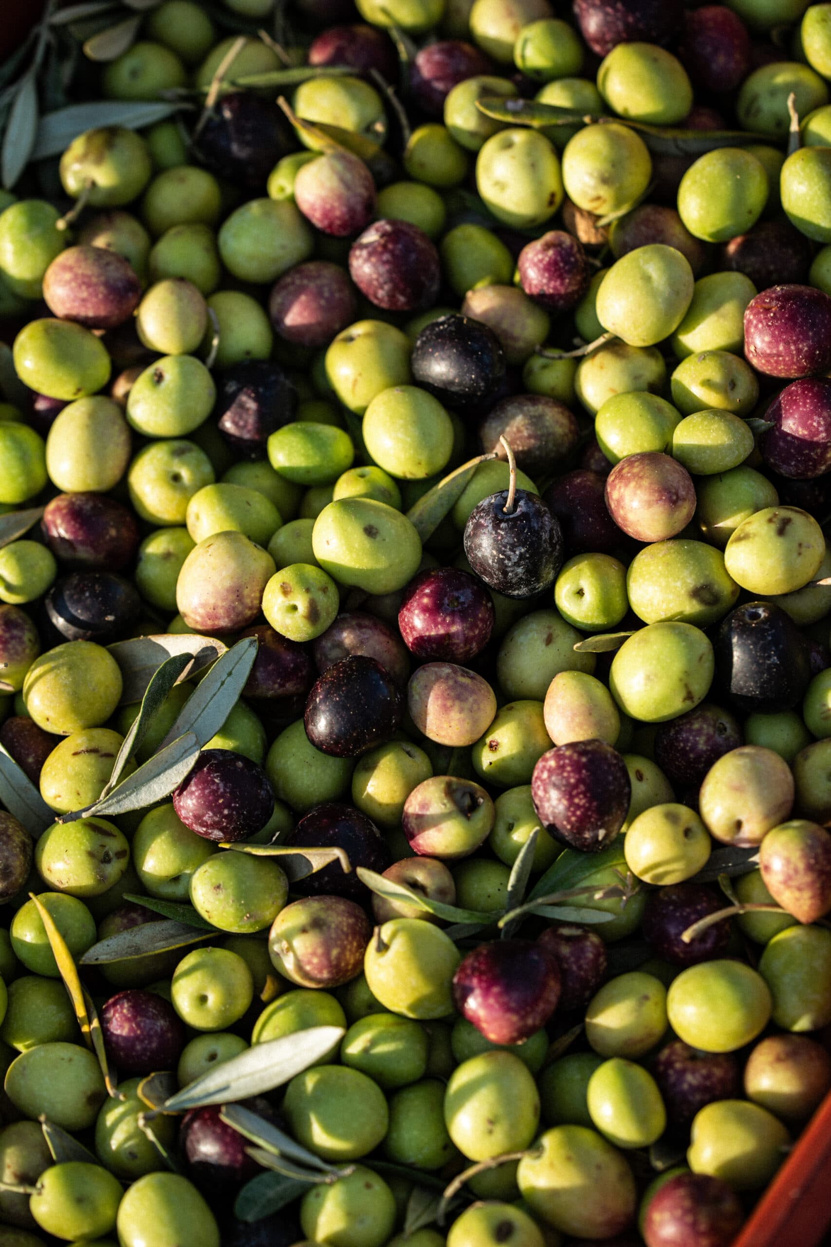 Olives du domaine, dont est tirée l’huile du savon