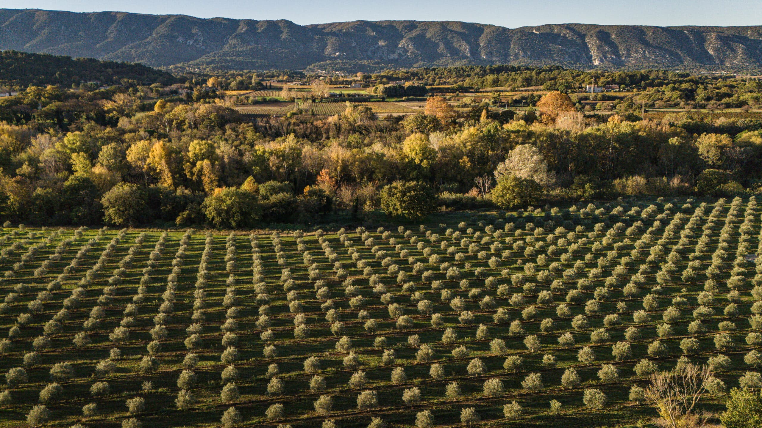 L’oliveraie du domaine vue du ciel