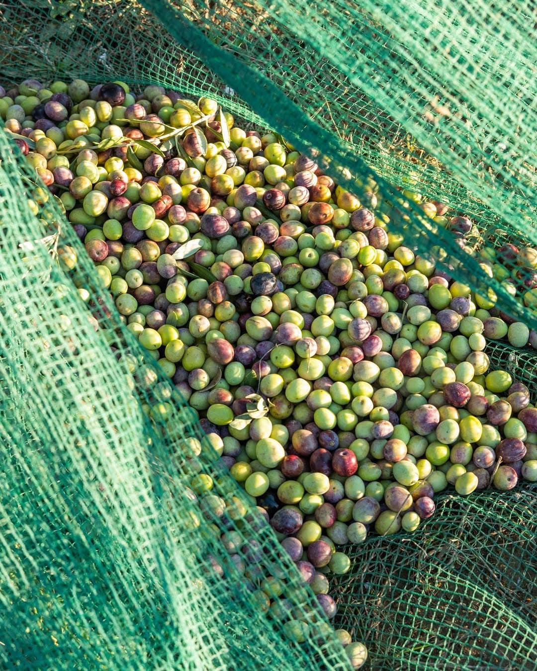 Les filets tendus sous les oliviers pendant la récolte